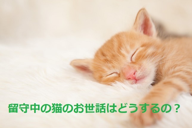 留守中の猫のお世話。旅行中や仕事中の猫のエサやり・水やりはどうするの？