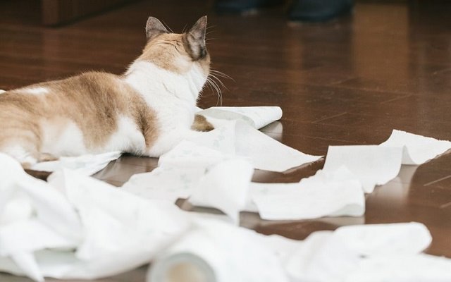 留守中の猫のトイレ管理方法