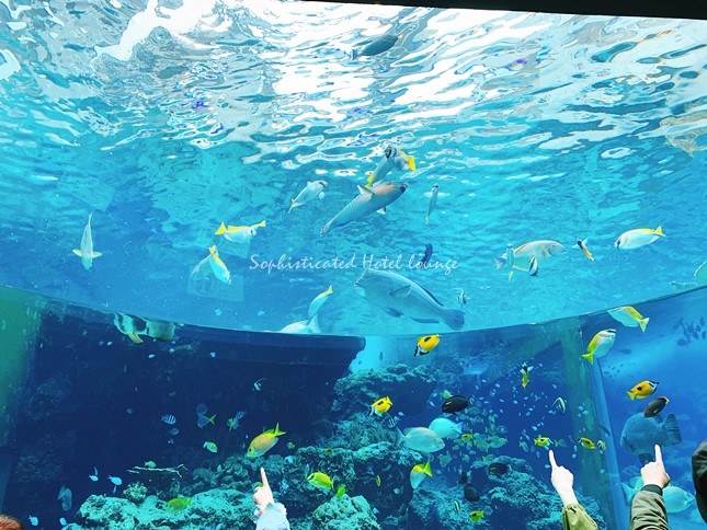 沖縄美ら海水族館